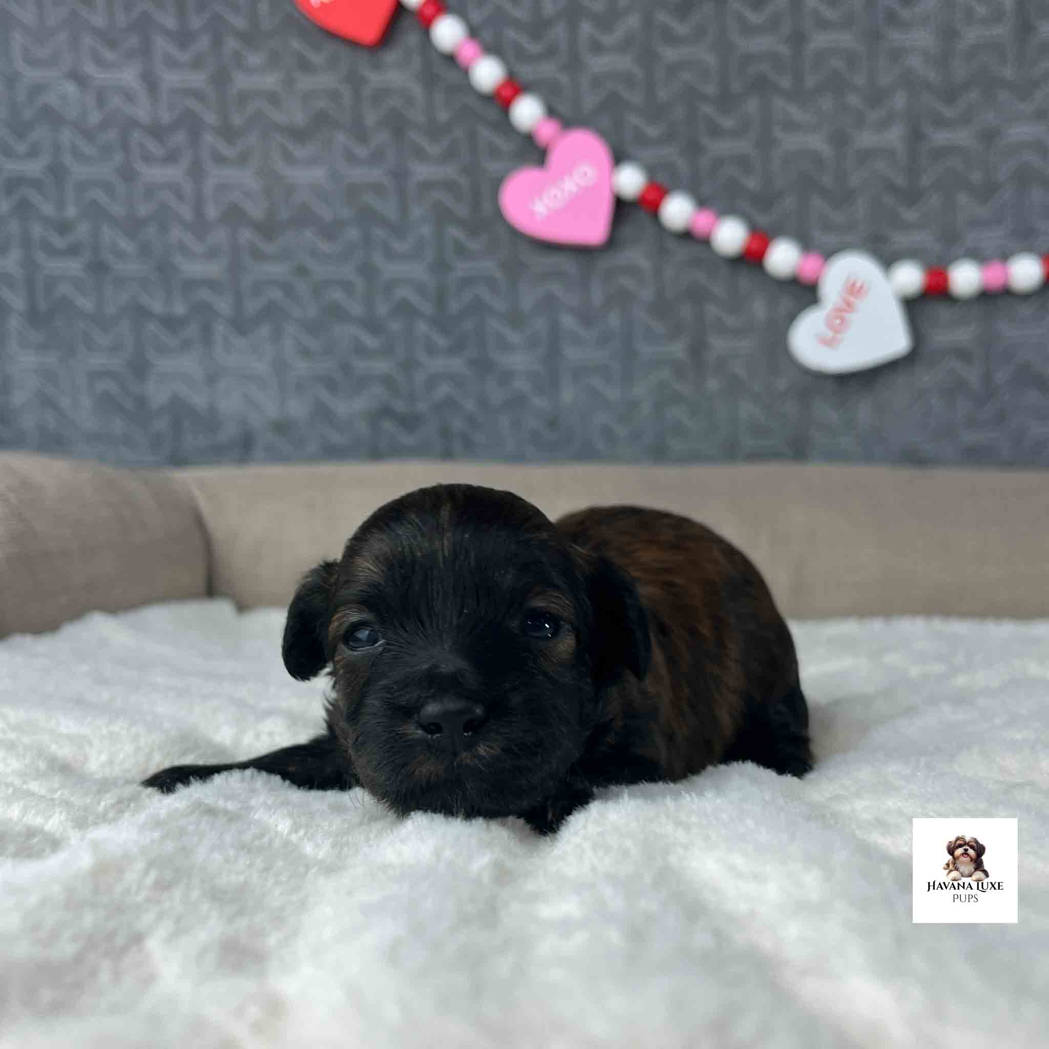black Havapoo Puppy