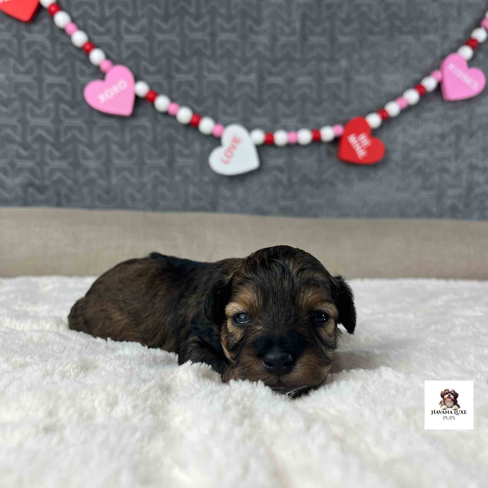 Newborn Havapoo puppy laying on blanket