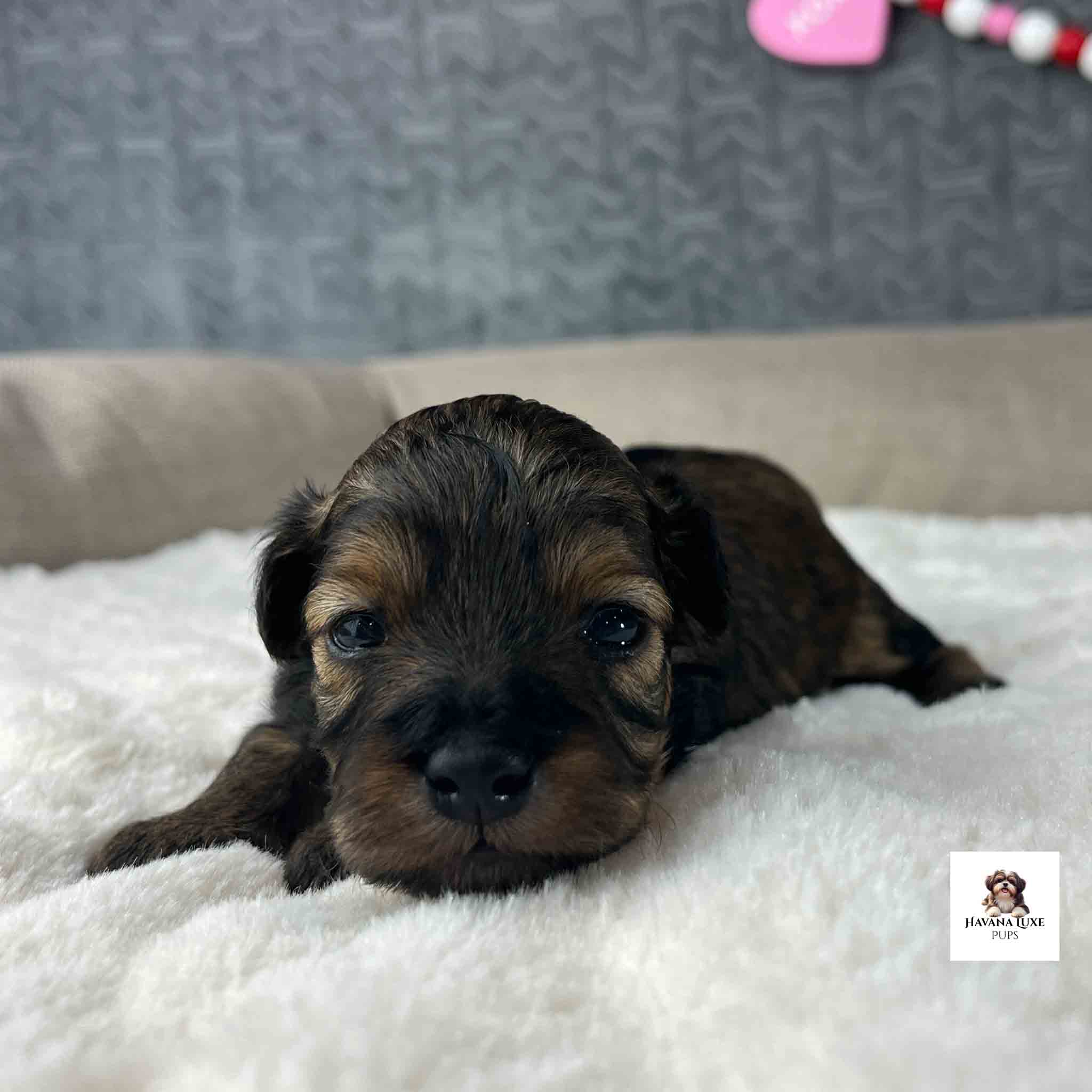 Brindle face color Havapoo Puppy