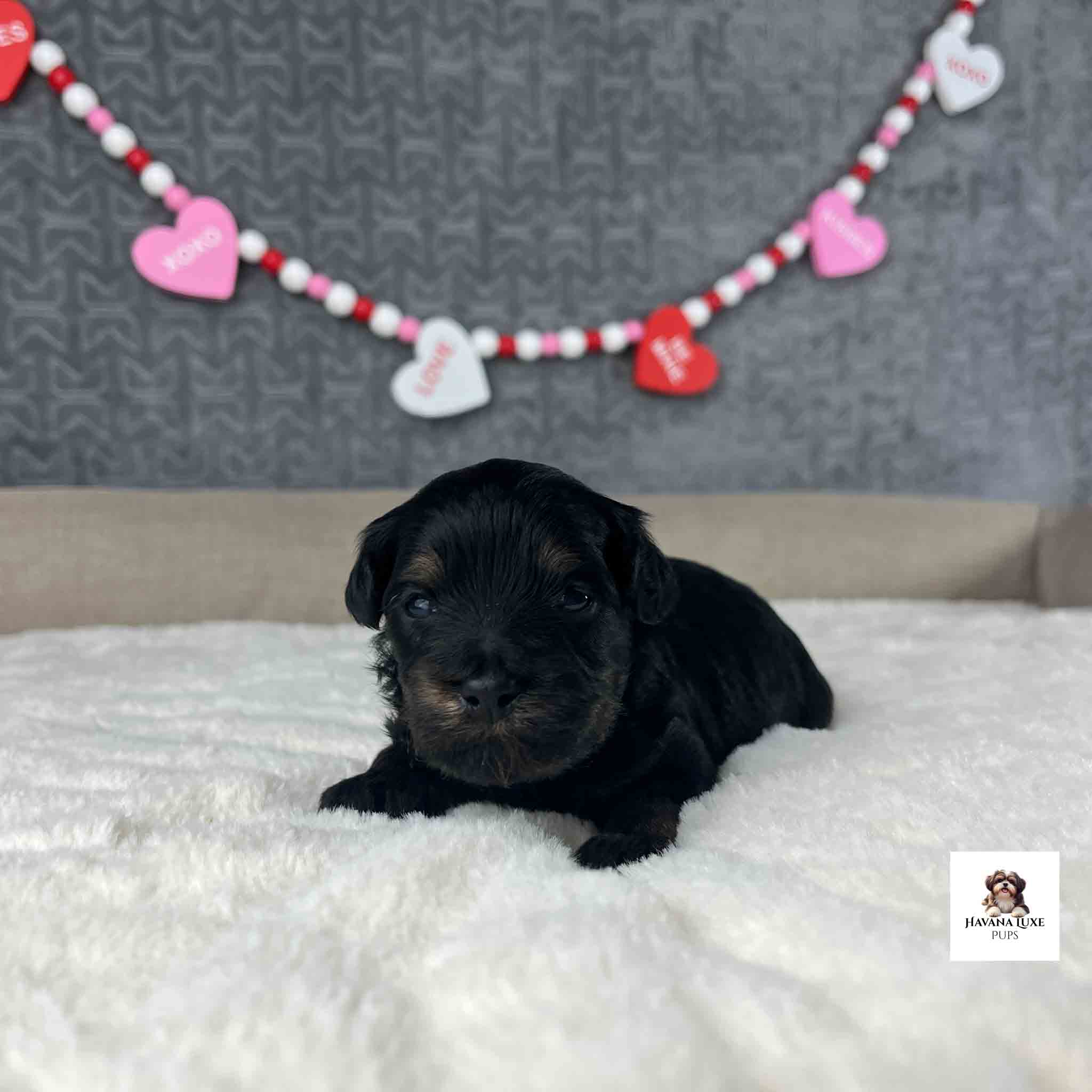 black havapoo puppy little brown above eyes
