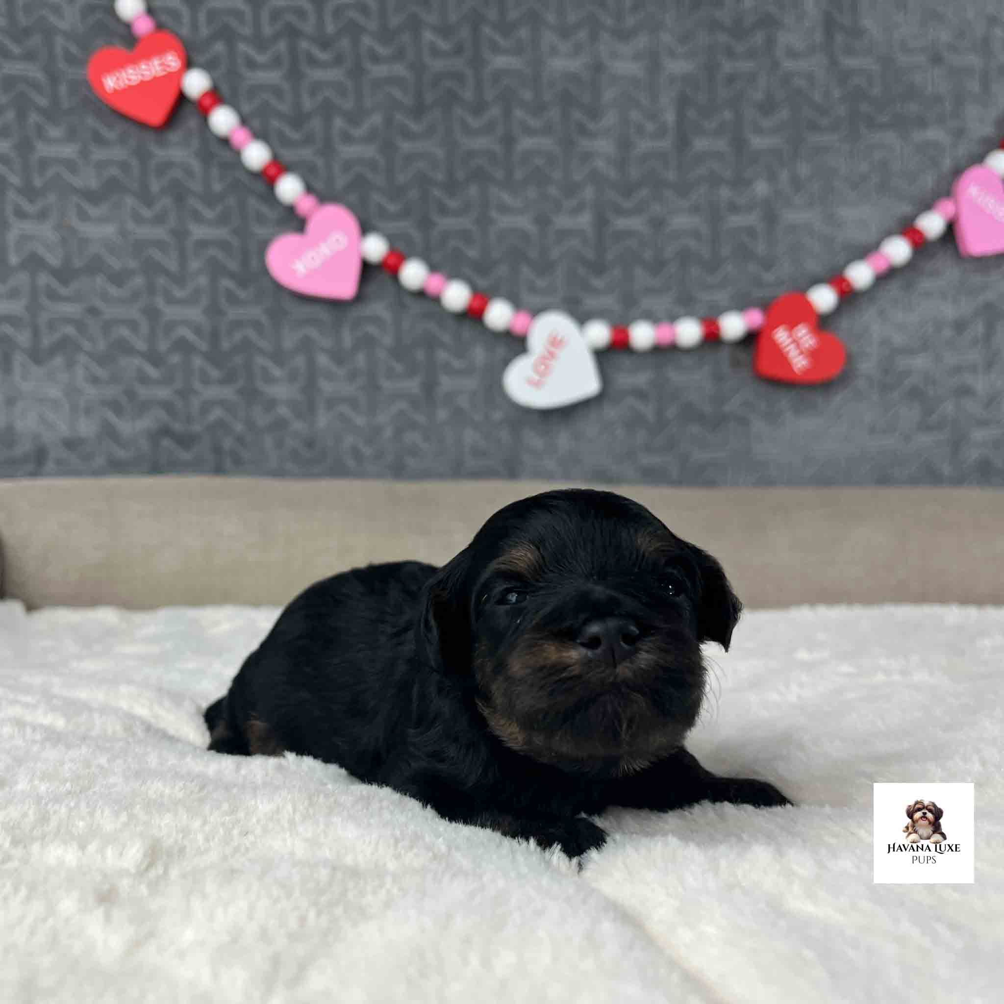 black havapoo puppy with black nose