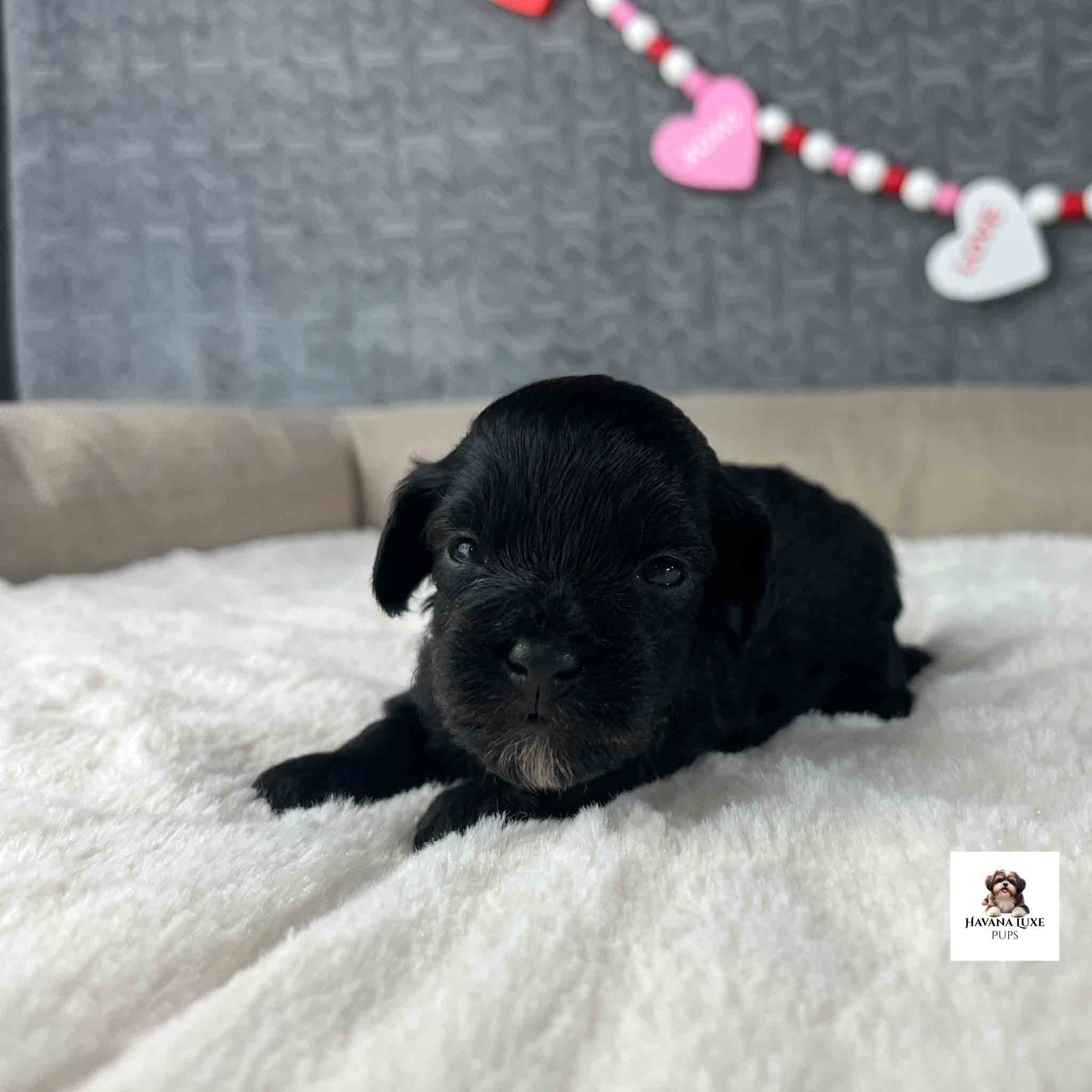 black havapoo puppy with white patch on chin
