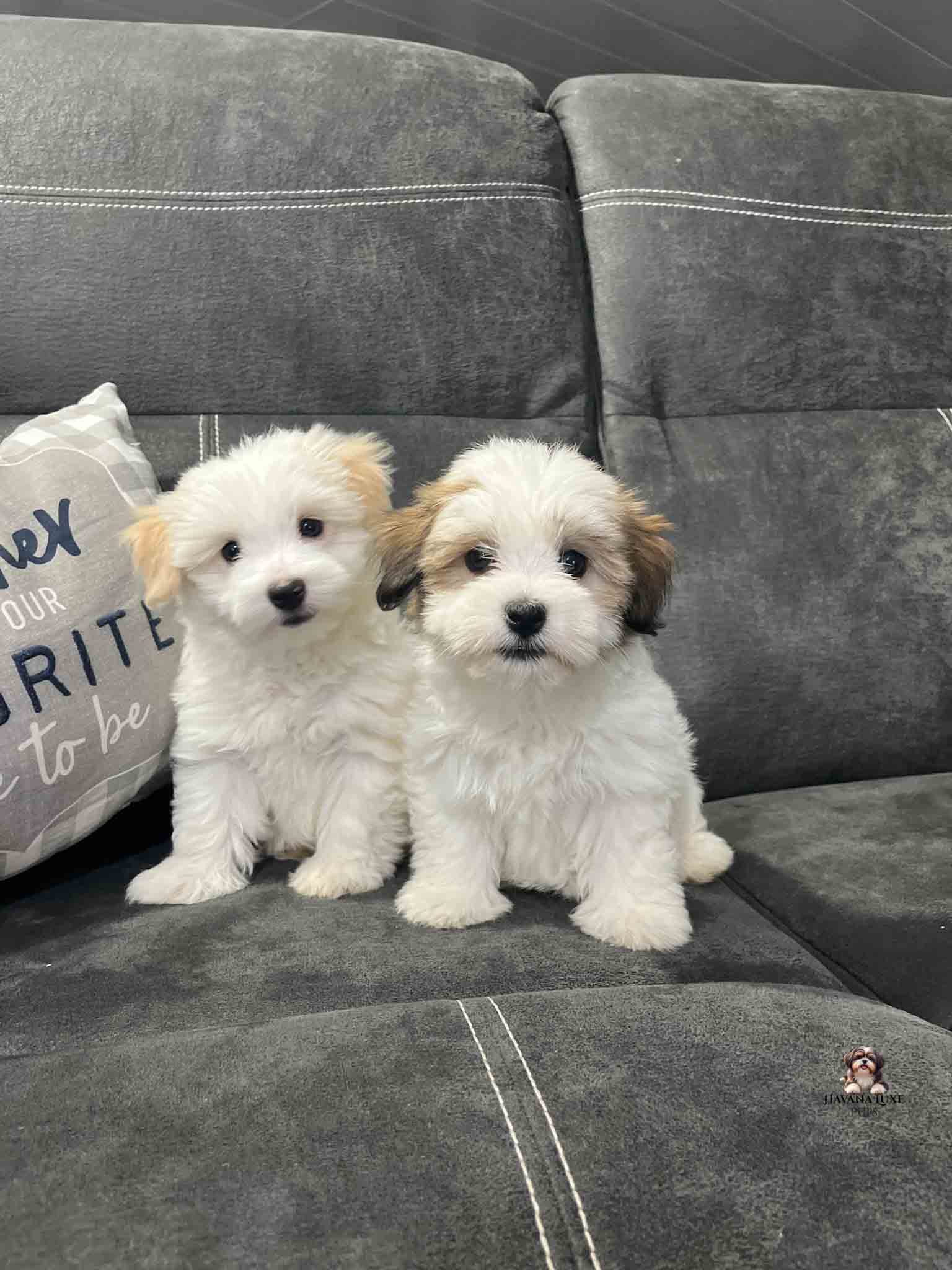 IMG_2714 two little Havanese sitting on couch