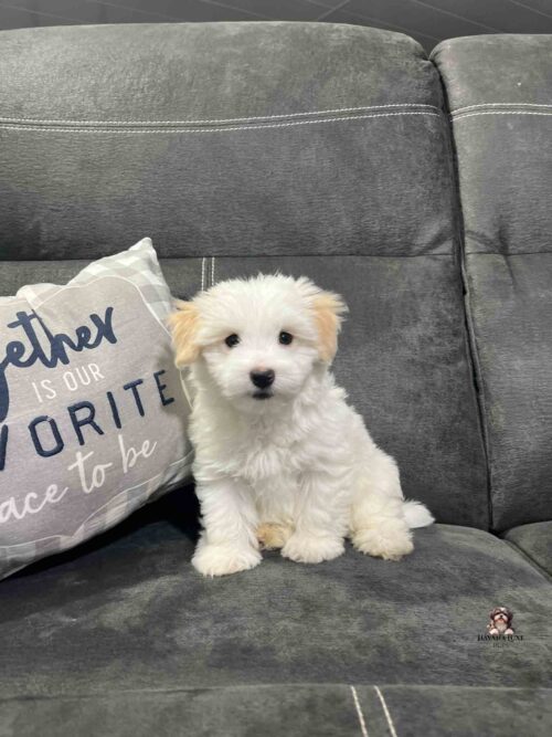 white Havanese with gold ears sitting on couch
