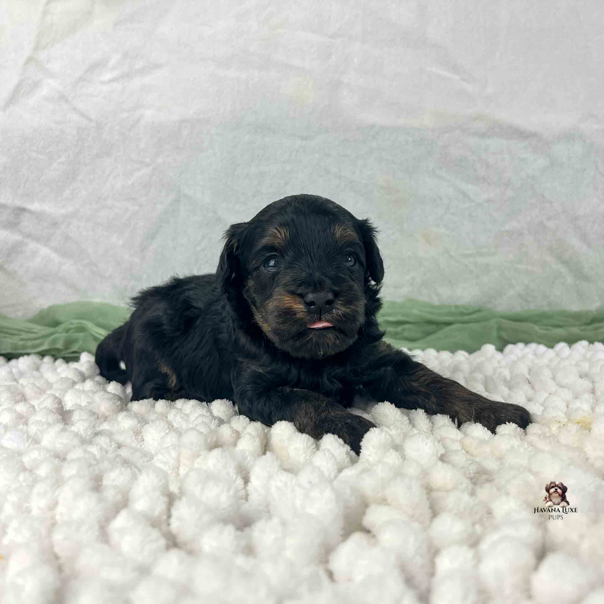 Dark brindle colored Havapoo puppy with red tongue sticking out