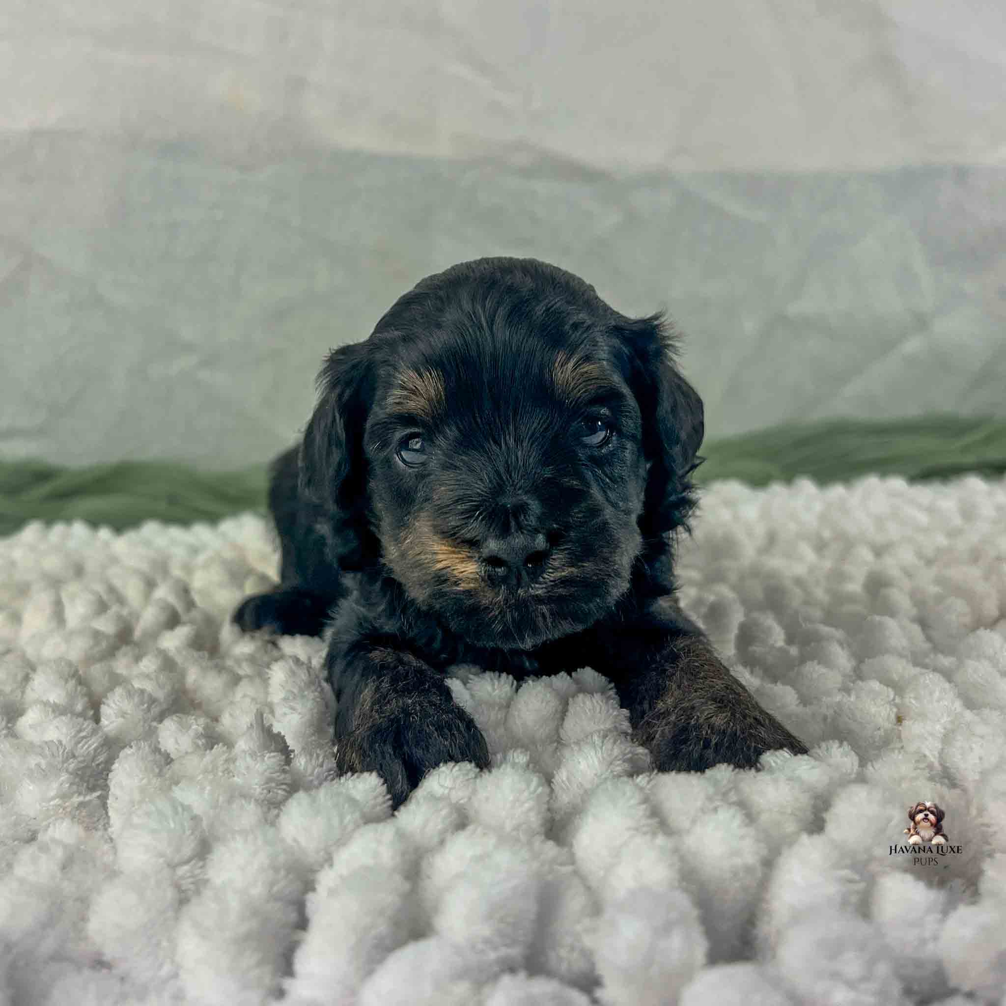 Black Havapoo with brown markings laying on white blanket
