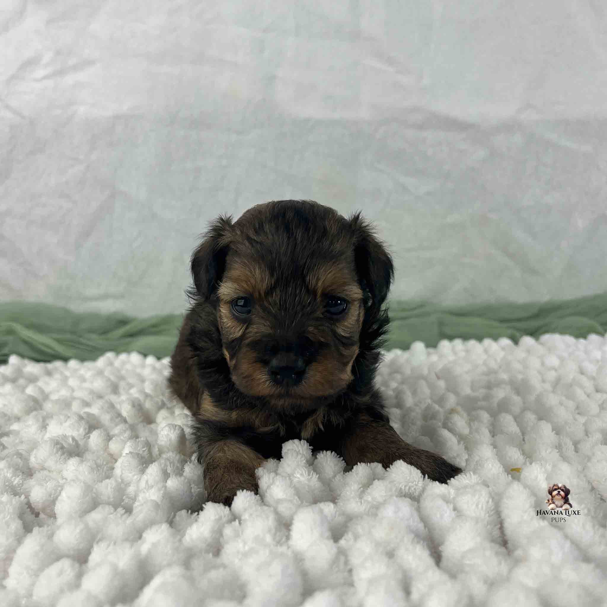 mostly brown puppy with black
