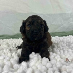 Brindle colored puppy laying on white blanket with white and green in background