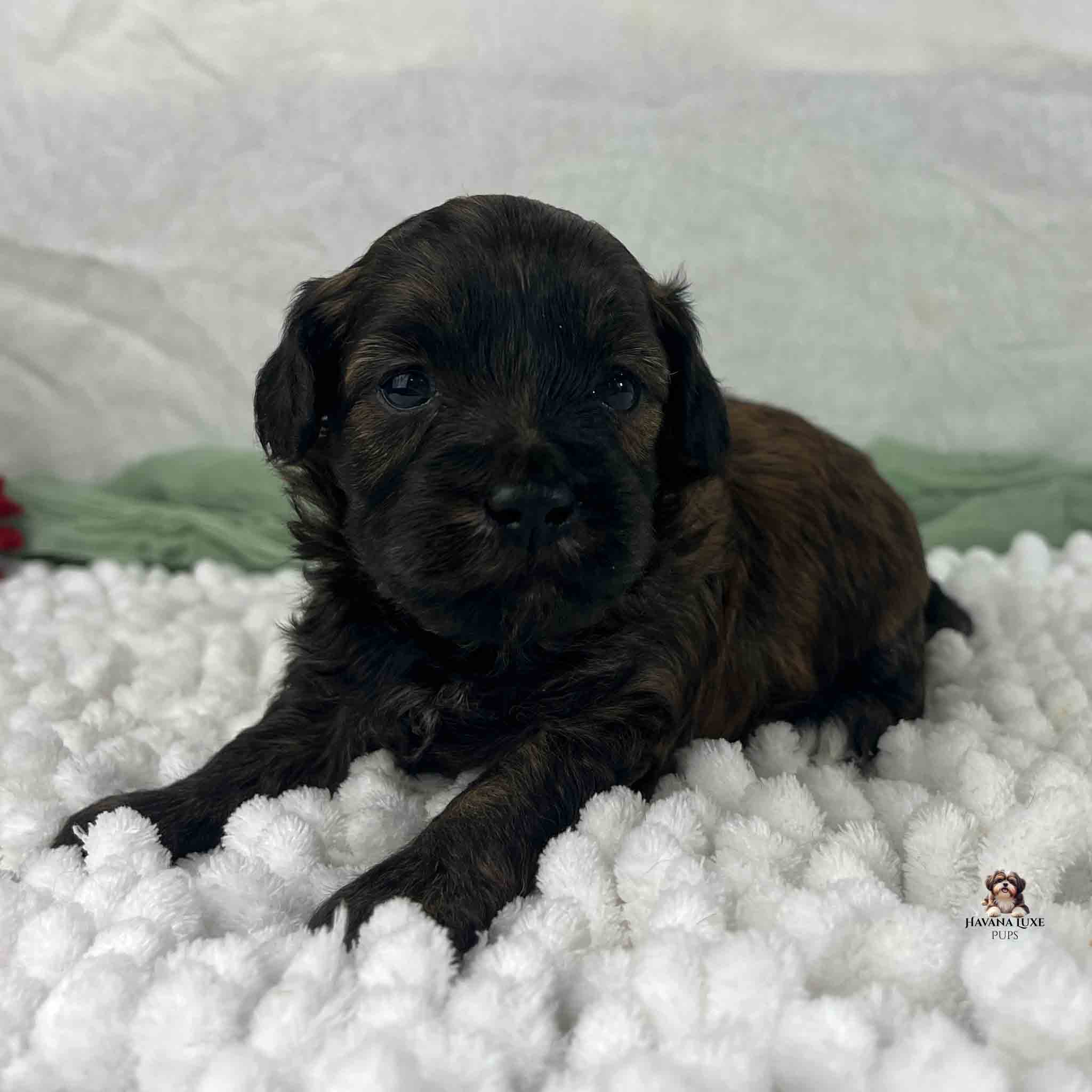 black puppy with brown hair mixed in