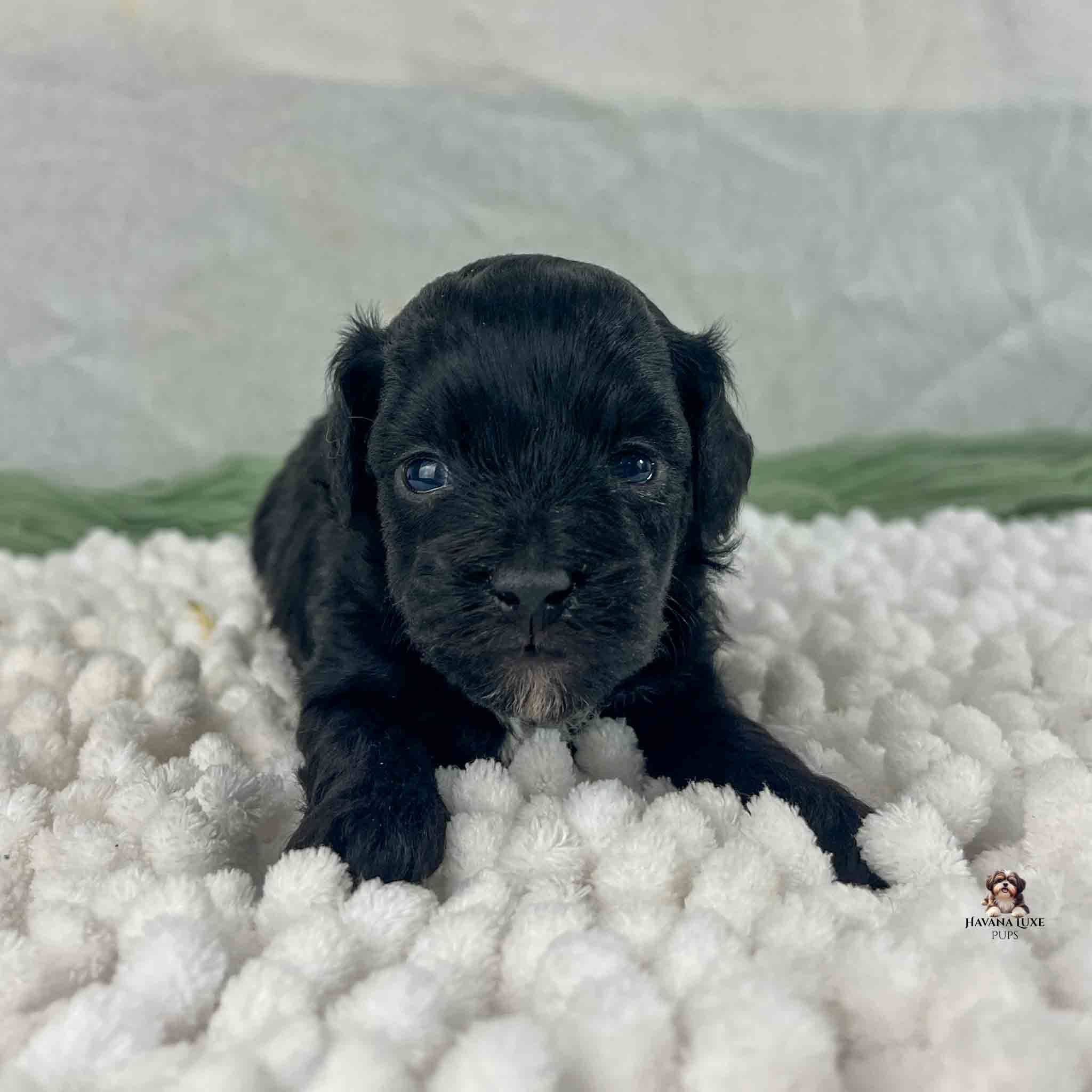 Black Havapoo Puppy with with tan on chin laying on white blanket