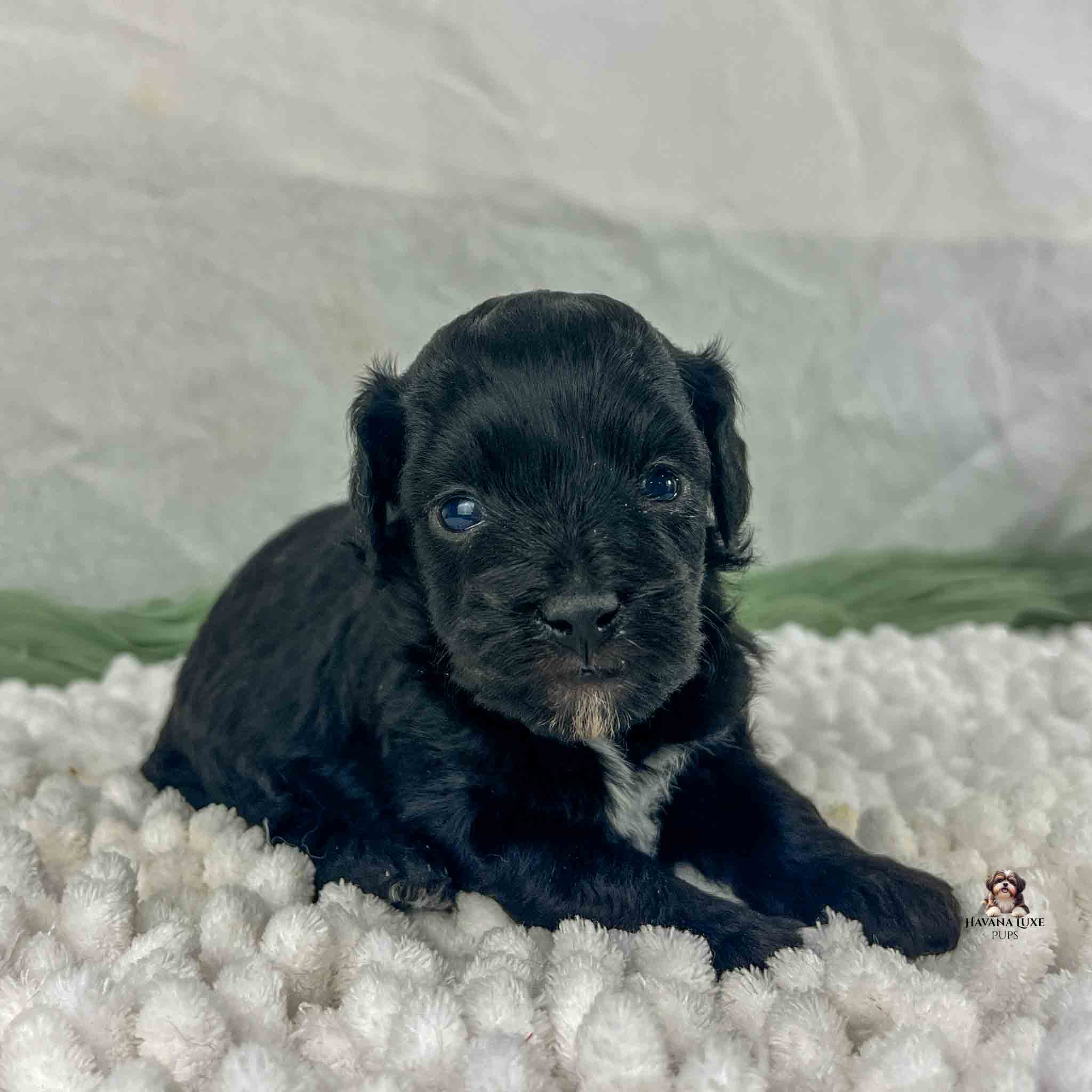 dark black Havapoo puppy with tan marking on chin