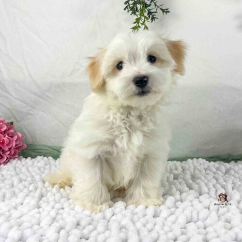 white Havanese with gold on ears