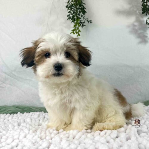White Havanese with brindle on ears and around eyes