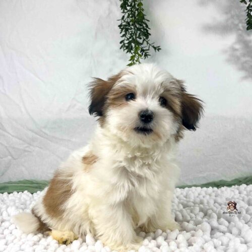 white and brindle colored Havanese puppy
