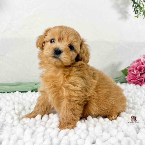 light red puppy with white in background and pink flower in corner