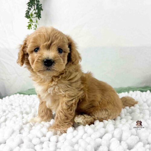 light red Havapoo puppy with red on chest and greenery in background