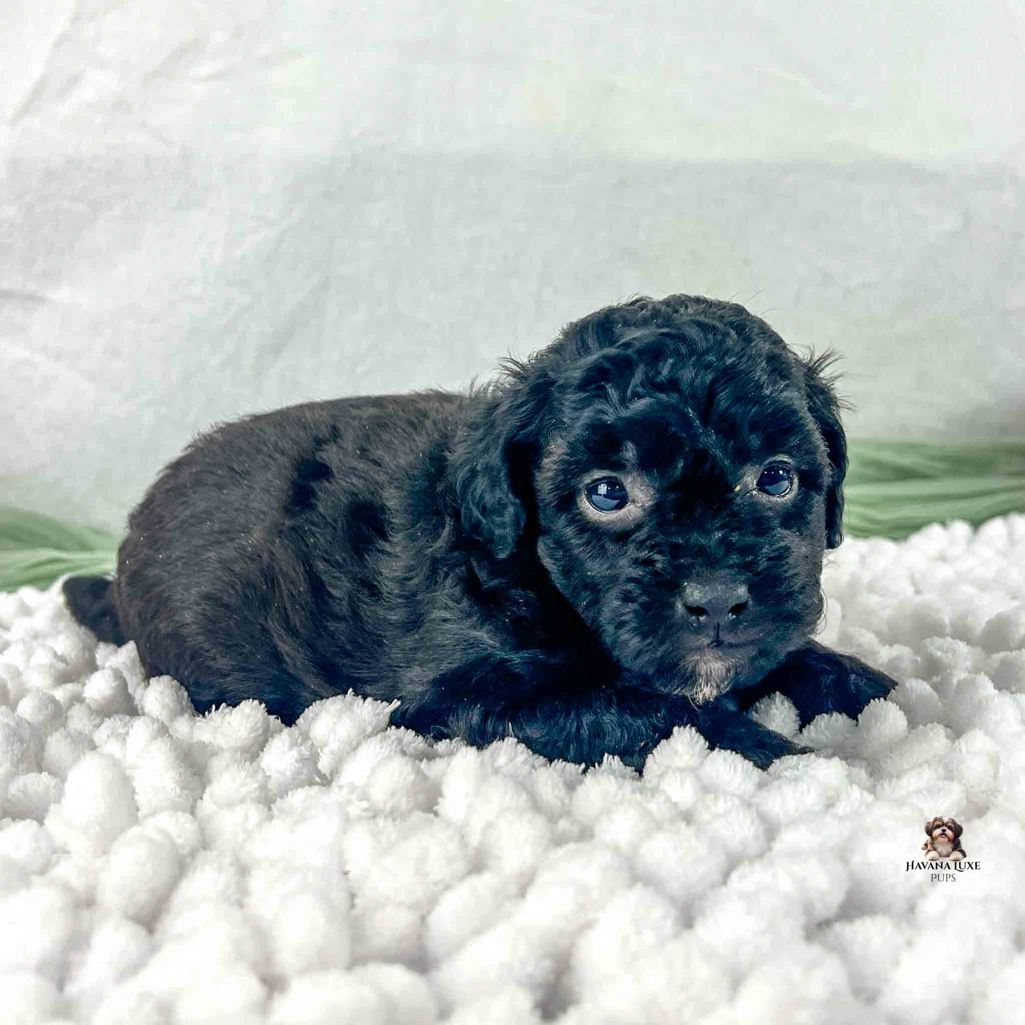 dark Havapoodle with green and white in background