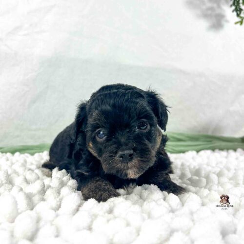 dark brindle colored Havapoo puppy