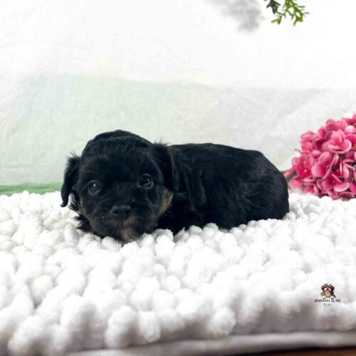 dark colored puppy with pink flowers in background