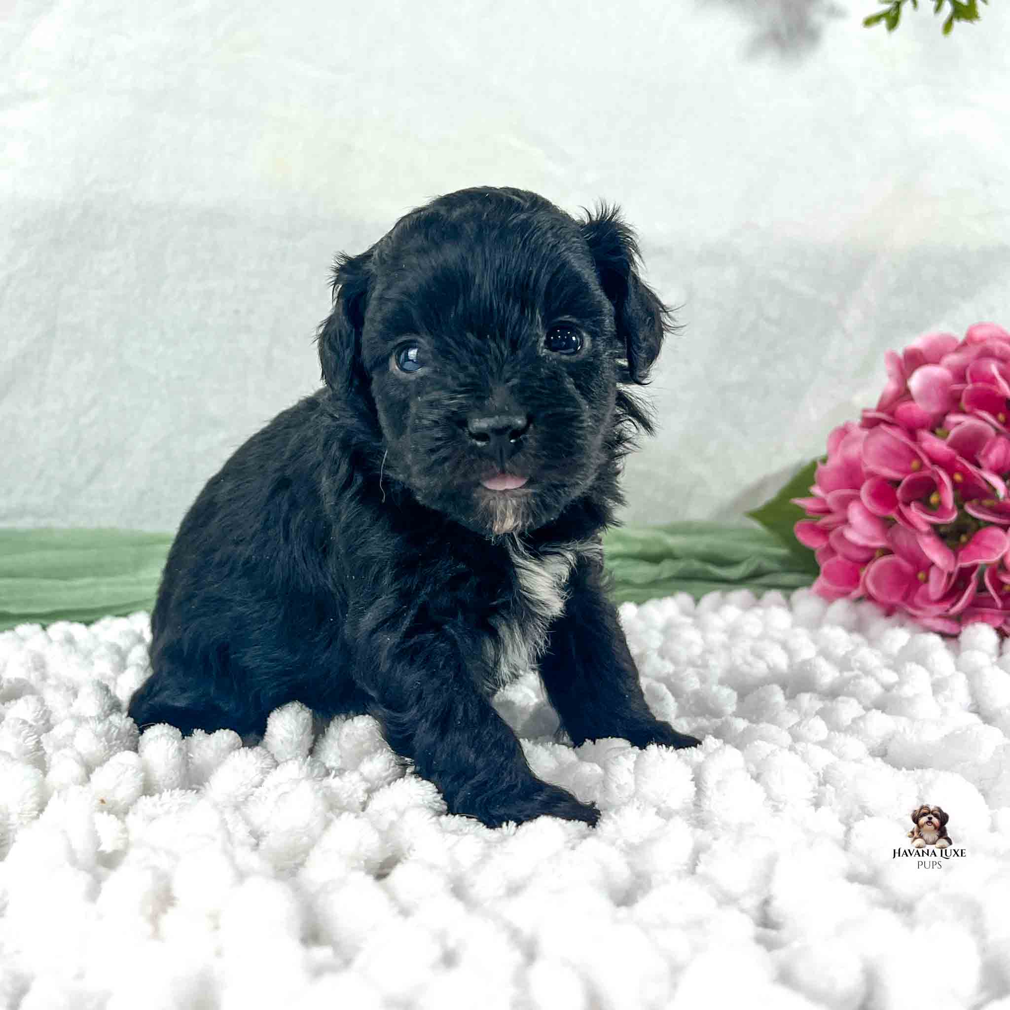 black and white Havapoo puppy with small red tongue peaking out