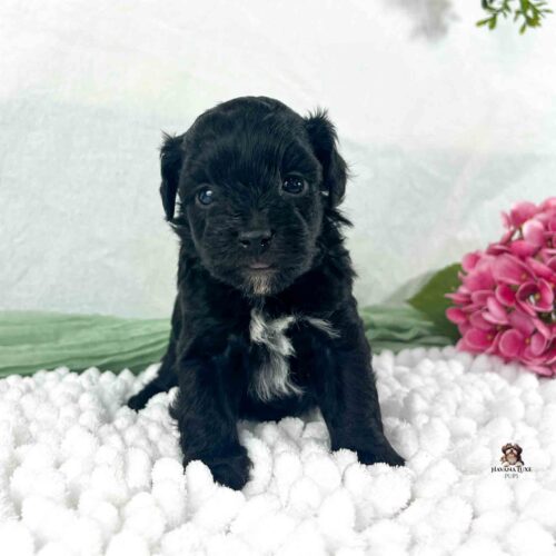 black and white Havapoo puppy with pink flowers