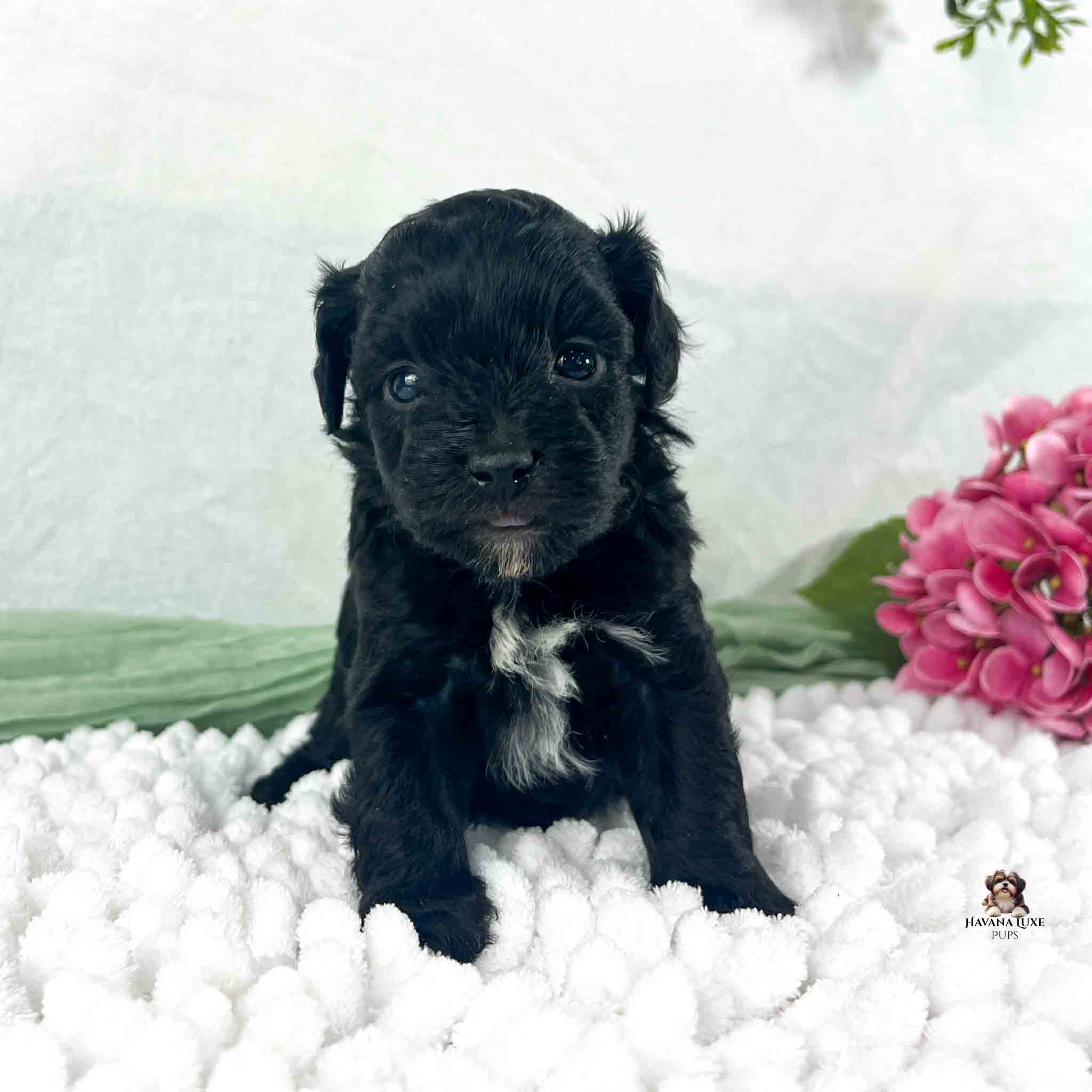 black and white Havapoo puppy with pink flowers