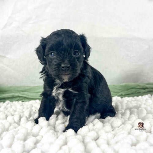 black Havapoo puppy with white on chest