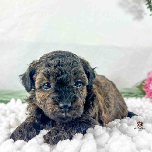 dark brindle puppy laying on white blanket with white background