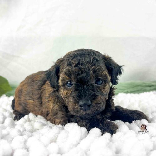 dark brindle Havapoo puppy laying on white blanket