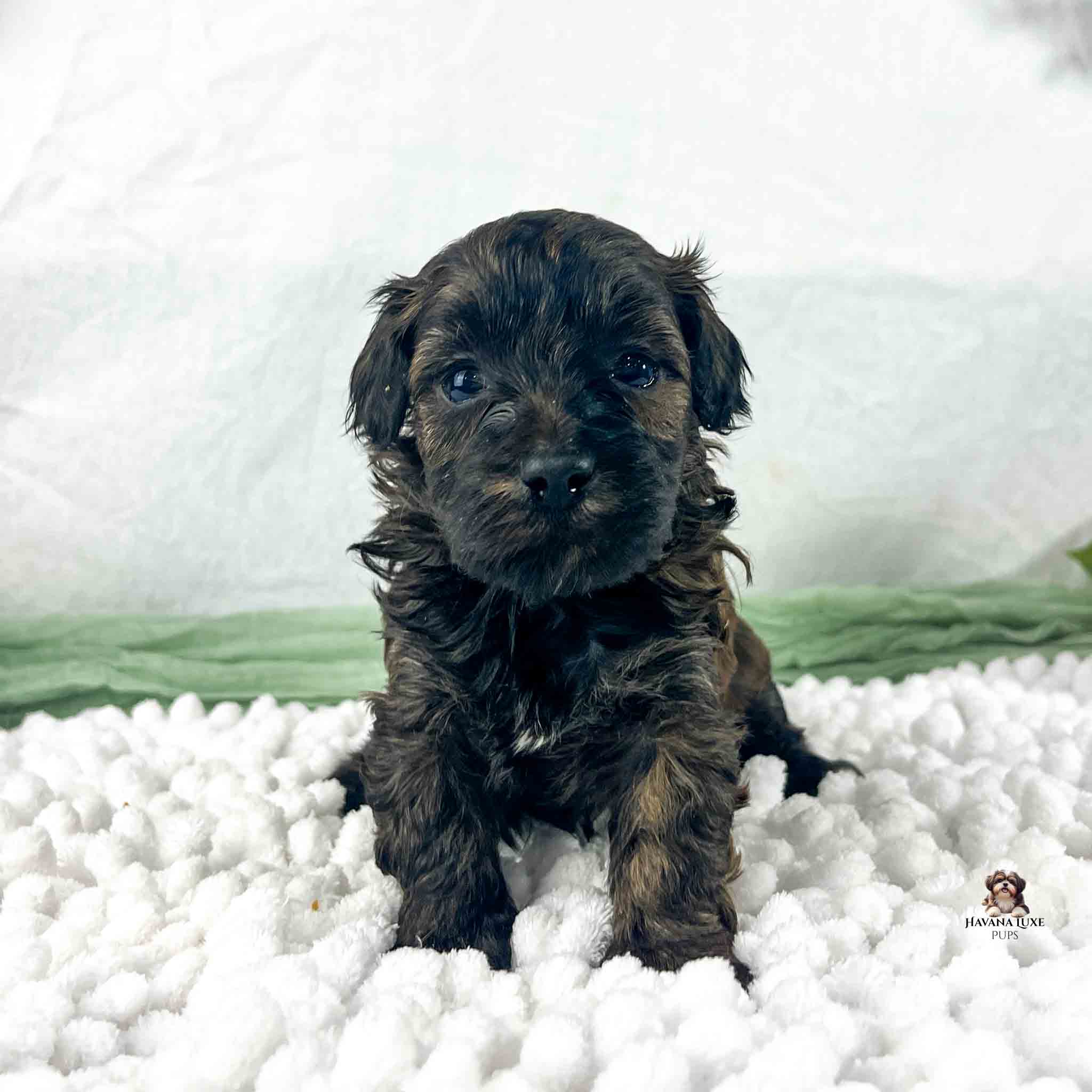 brindle colored Havapoo with white and green in background