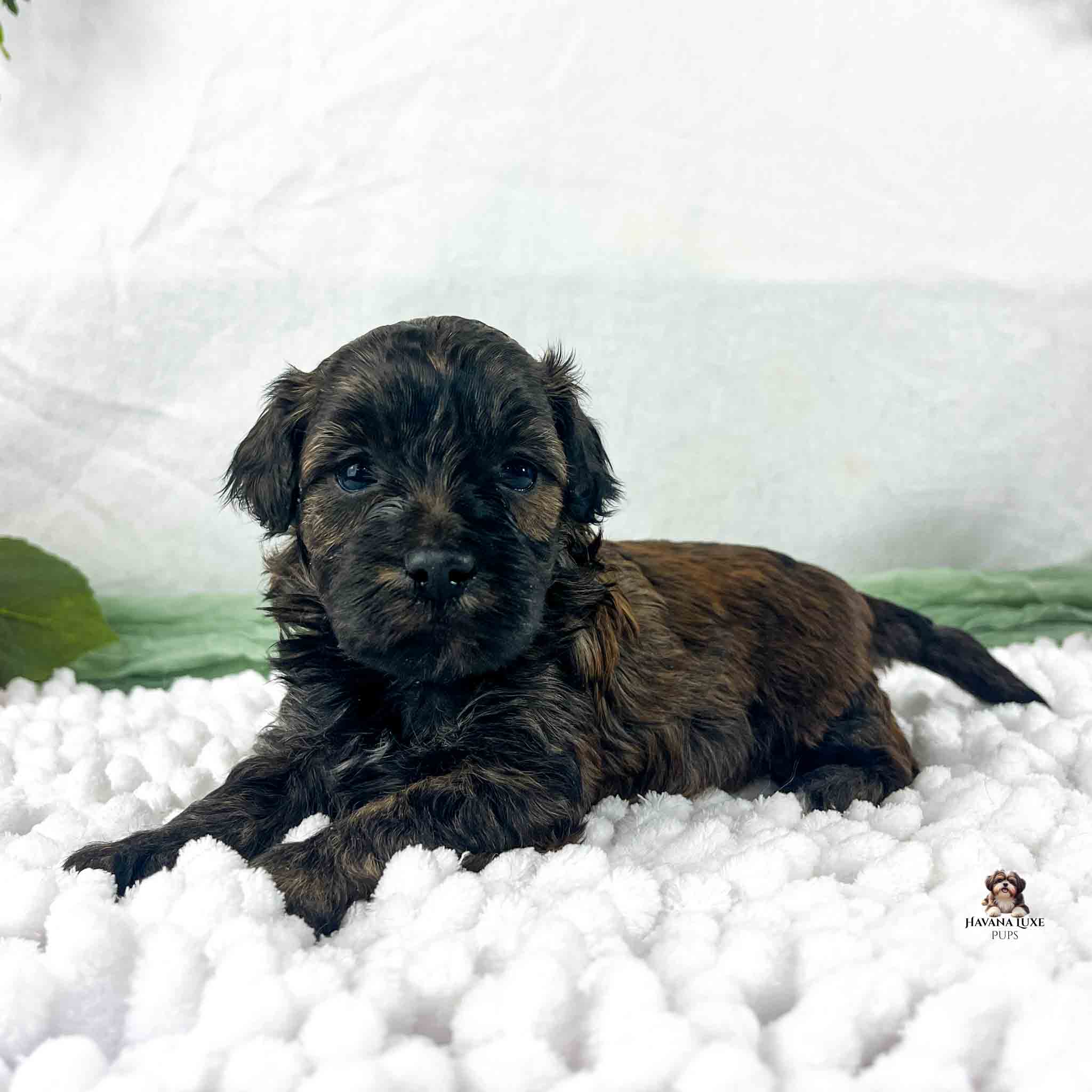 brindle colored Havapoo puppy with green in background