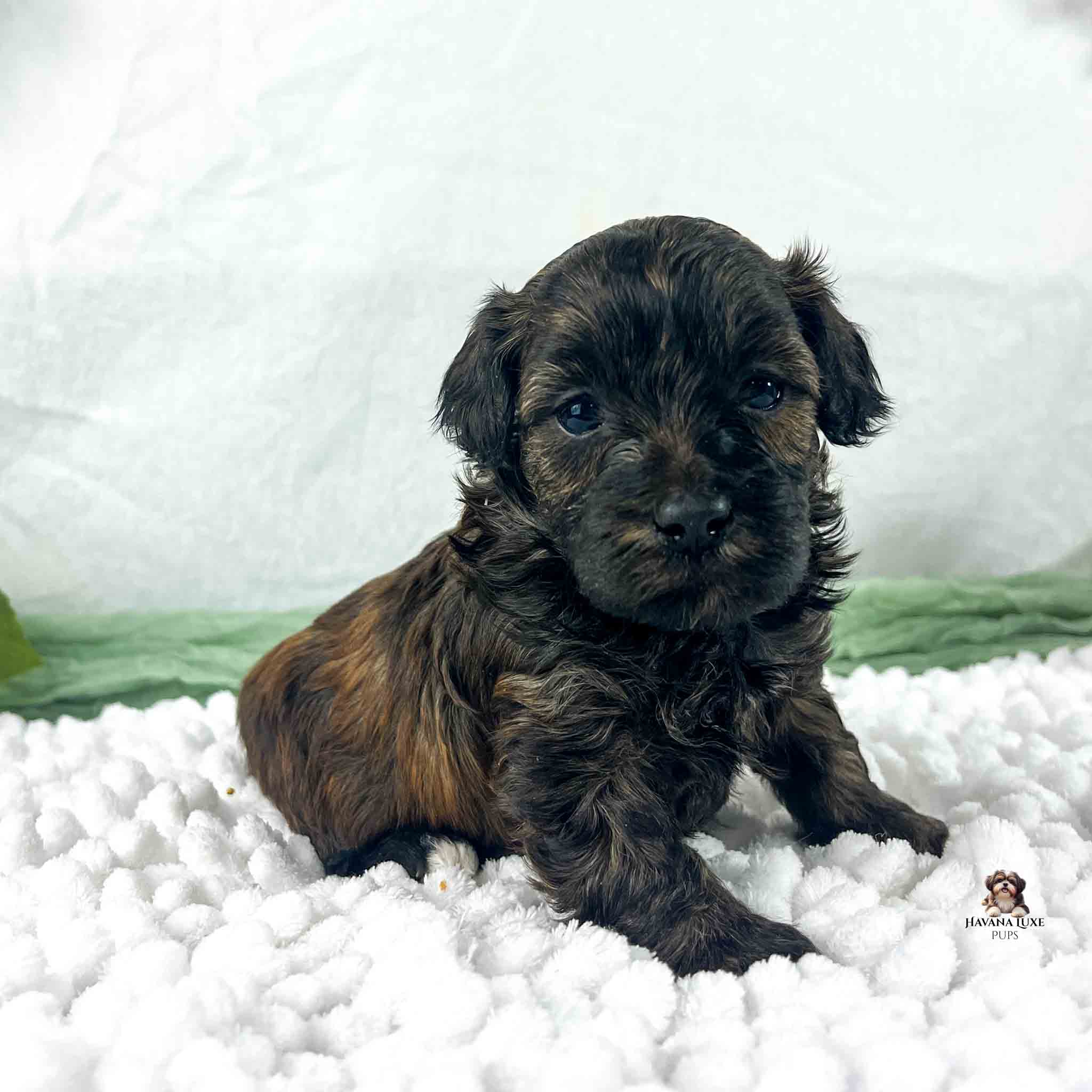 brindle colored puppy with white blanket