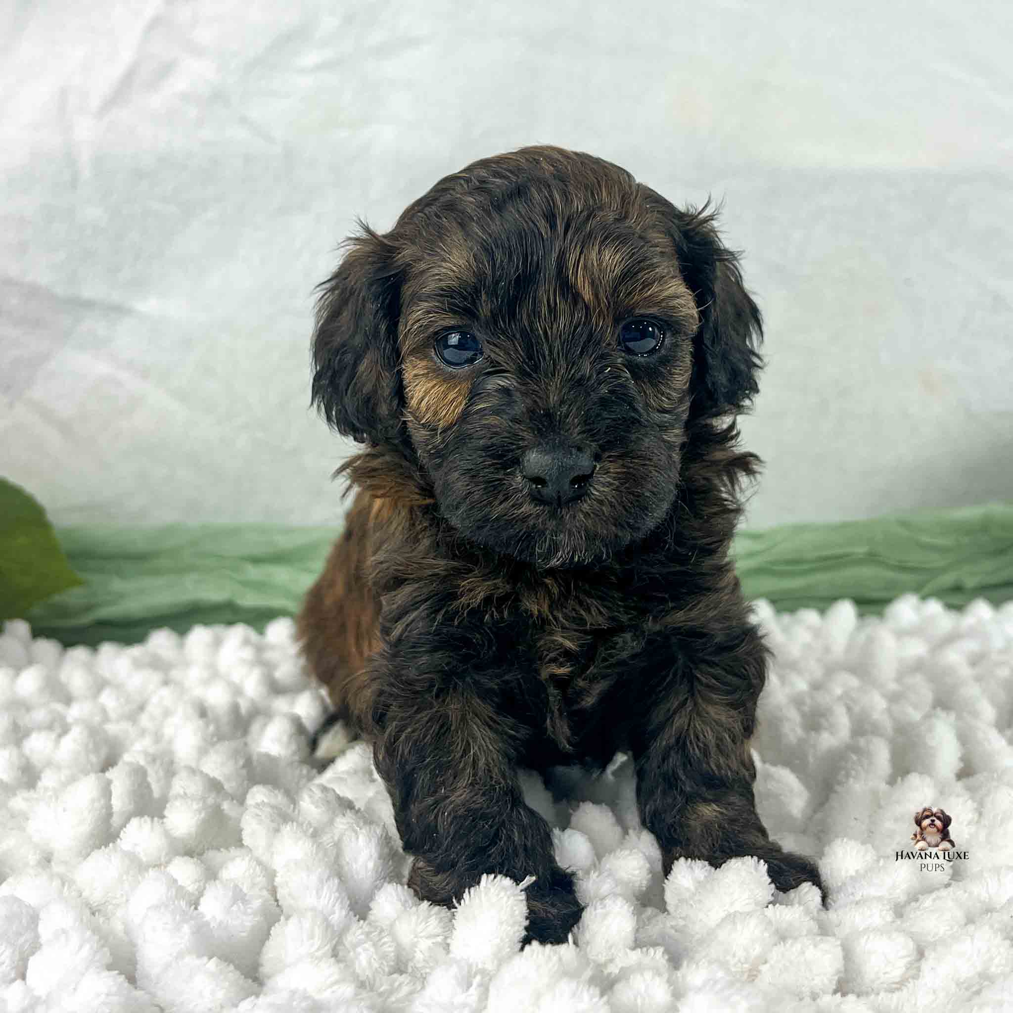 brindle colored Havapoo puppy sitting on white blanket