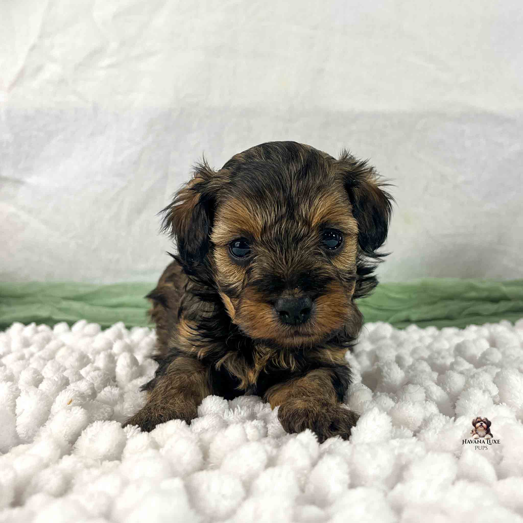 light brindle colored Havapoo puppy