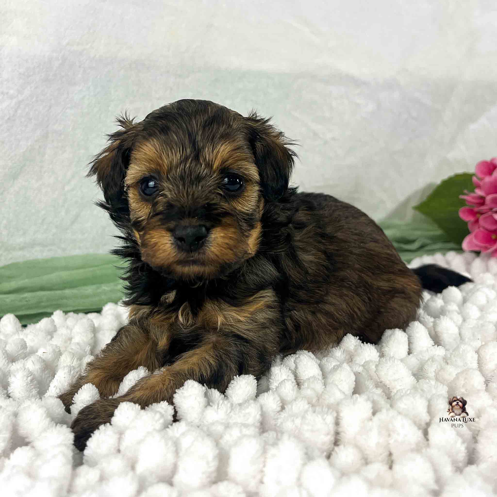 light brindle colored Havapoo puppy laying on white blanket with white background
