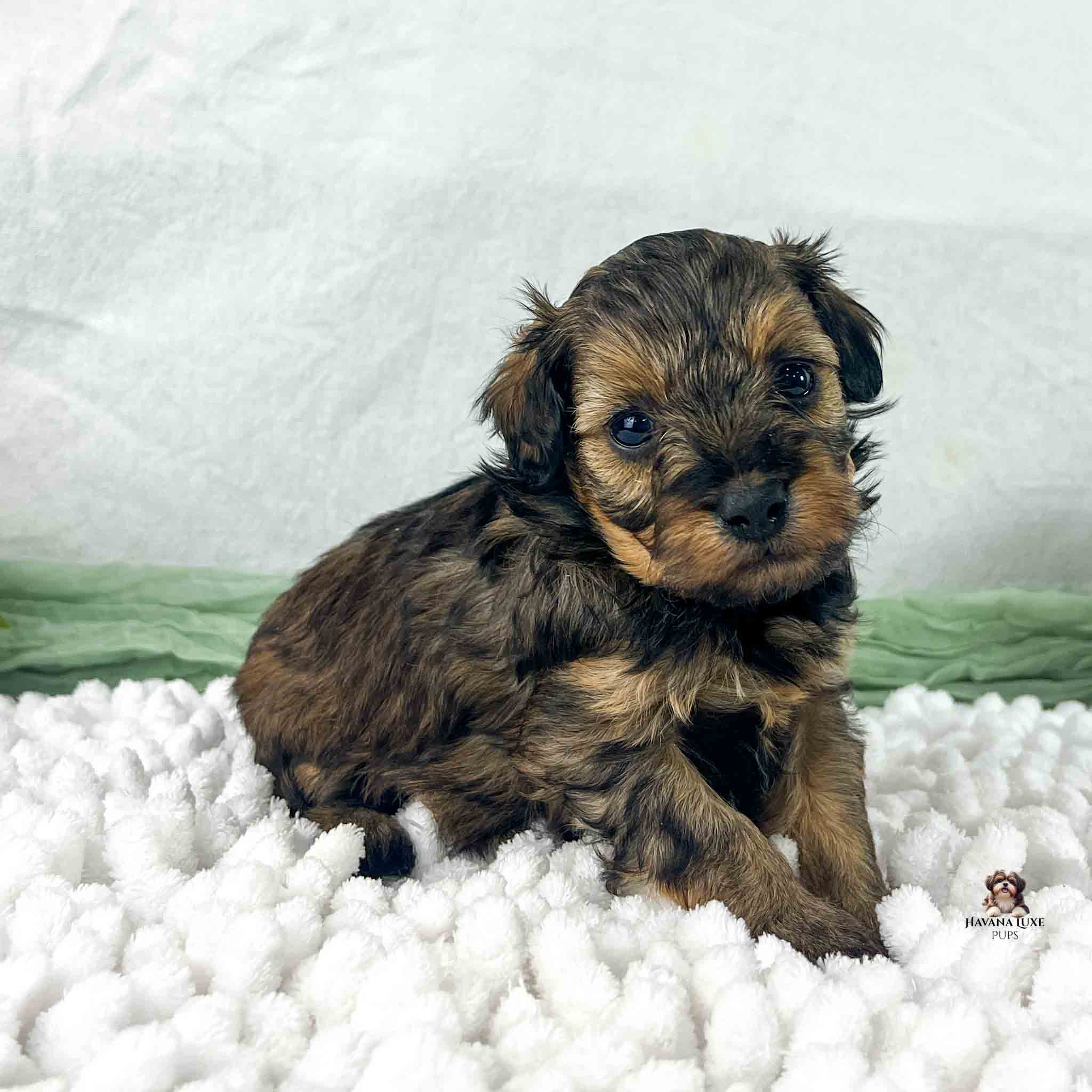 Light brindle Havapoo puppy sitting on white blanket
