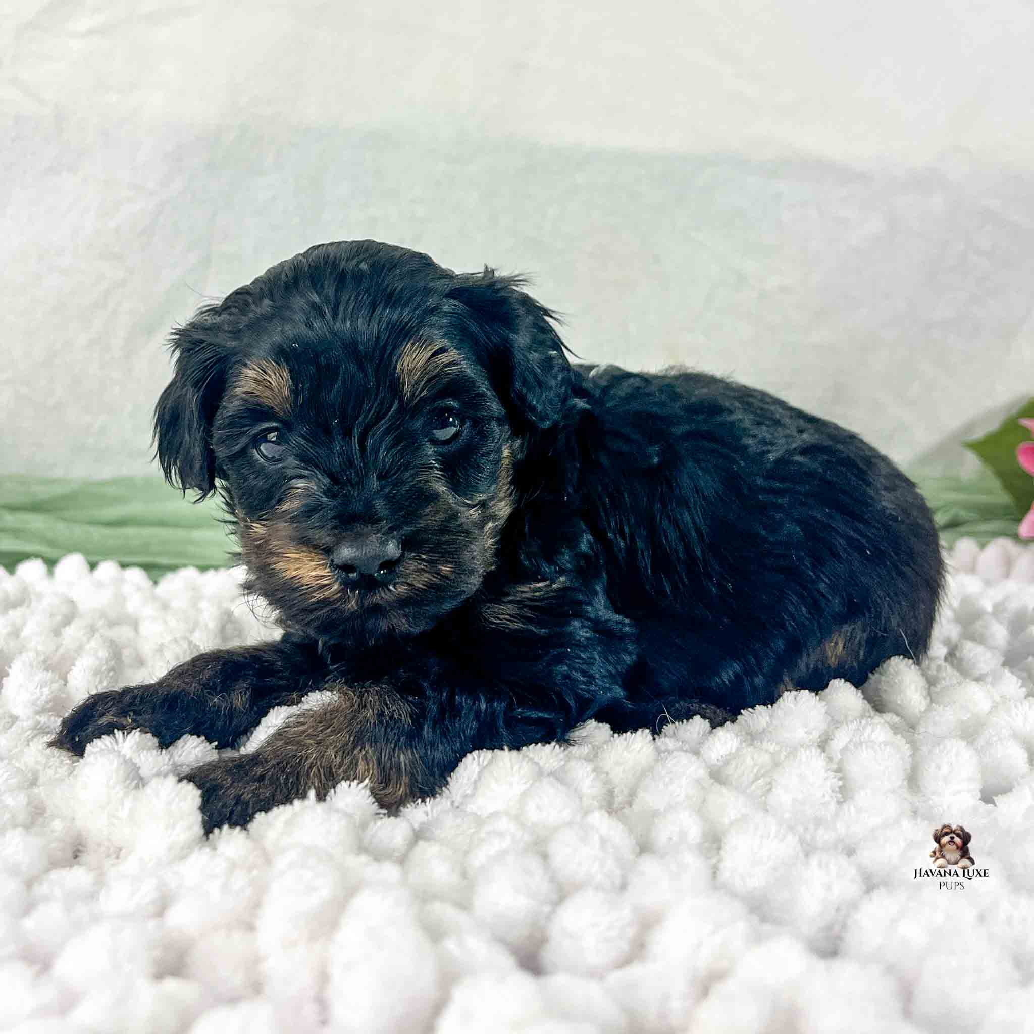 dark brindle Havapoo with white, green and a little pink in background
