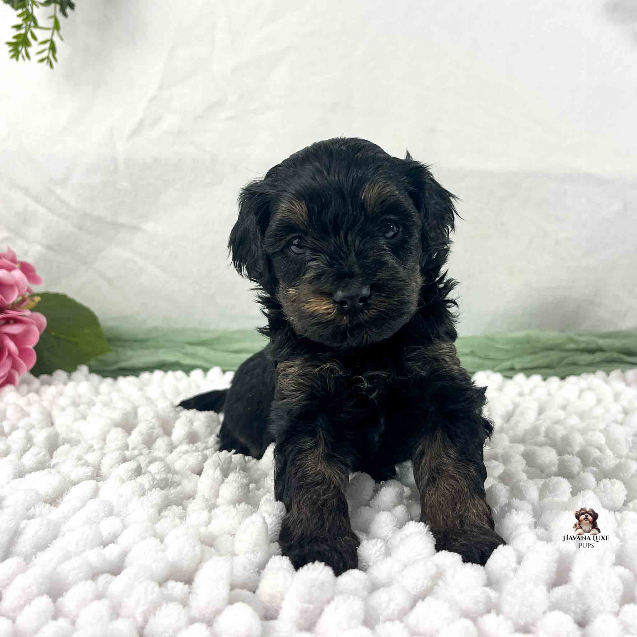 dark brindle Havapoo puppy with pink flowers in background