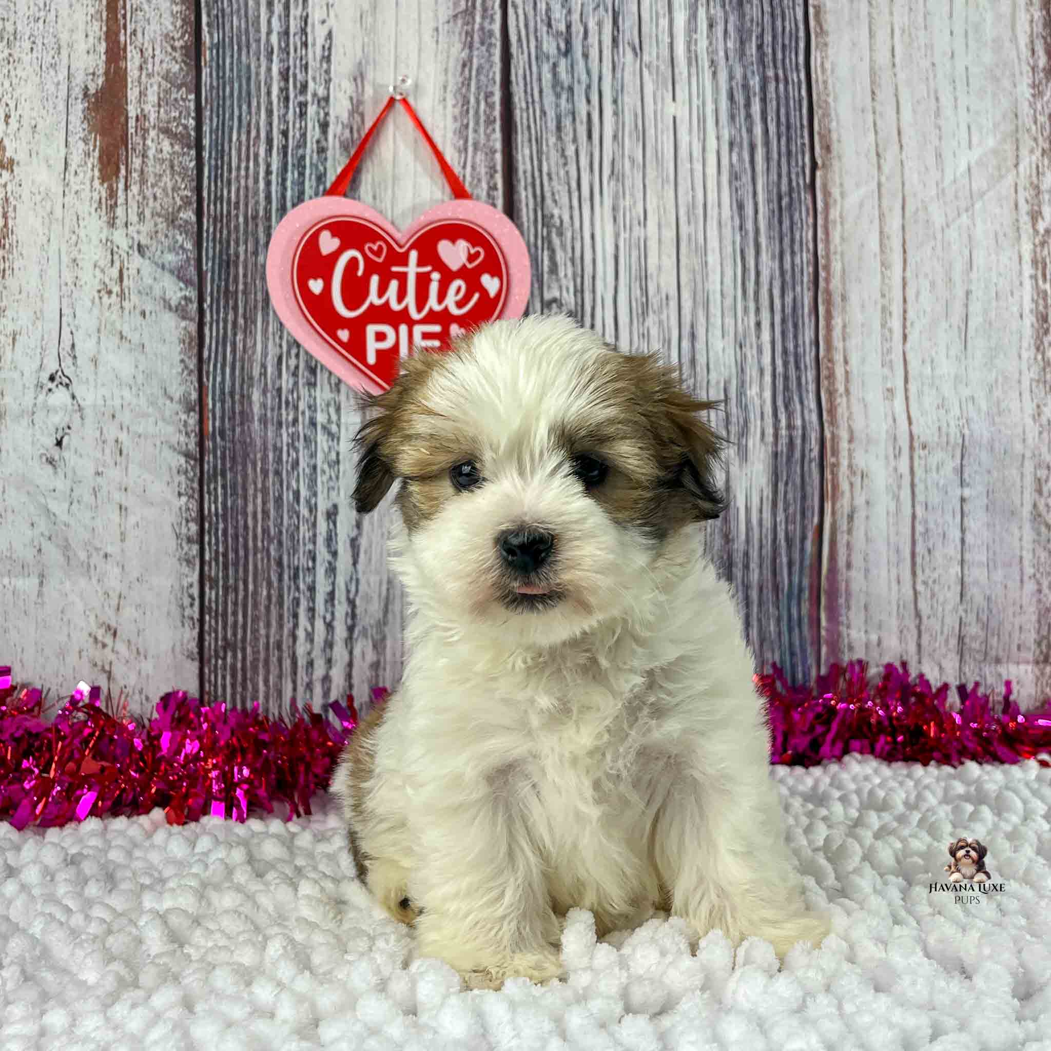 white puppy with brown patches around the eye and darker brown ears.