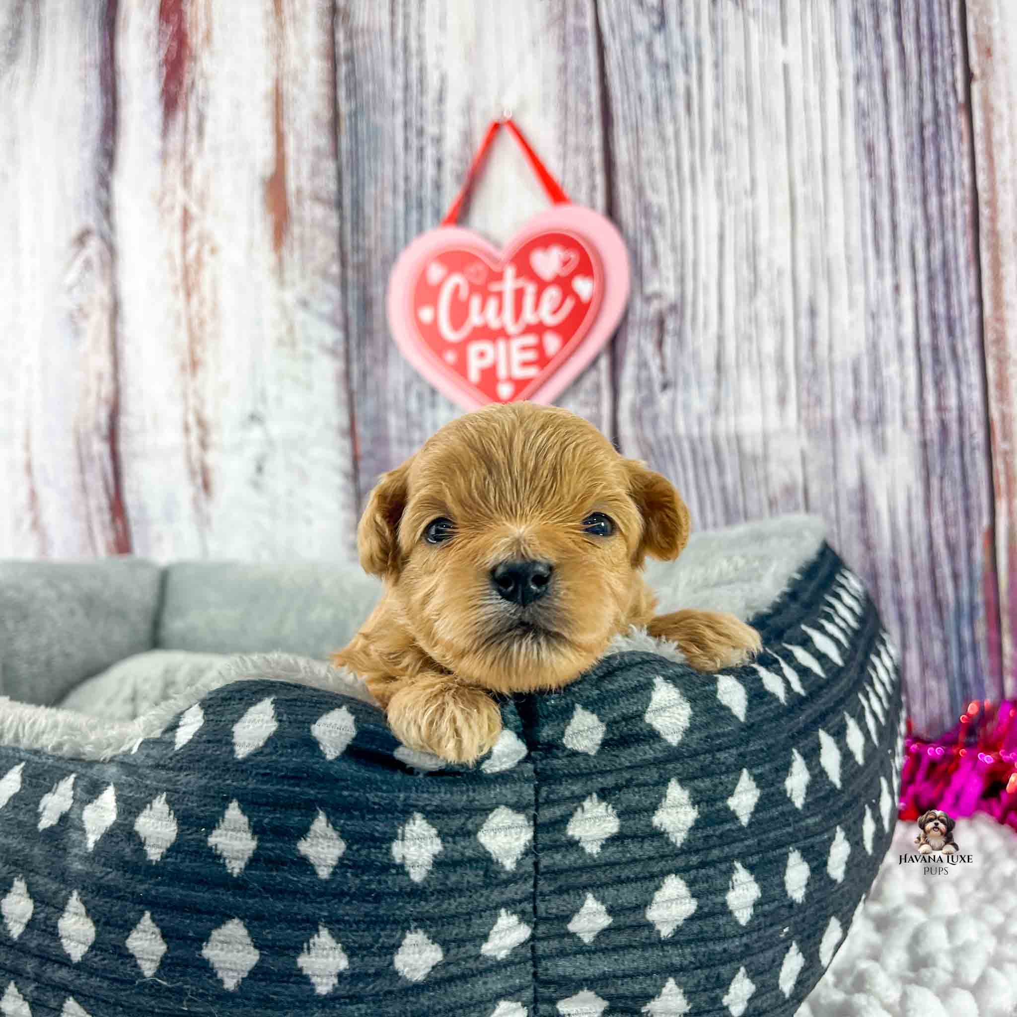 little brown puppy peaking over the edge of a blue dog bed