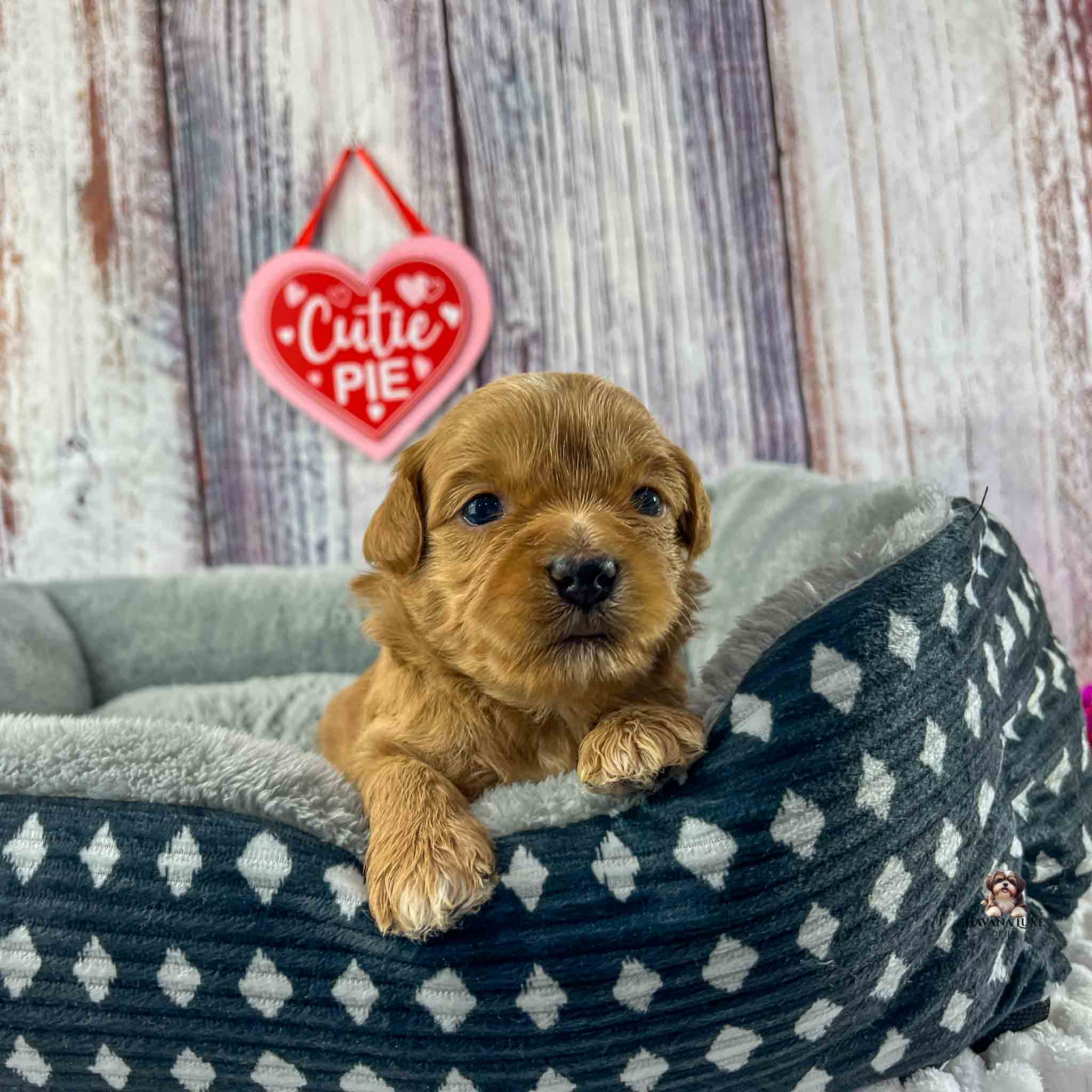 dark brown havanese puppy lying in a dog bed