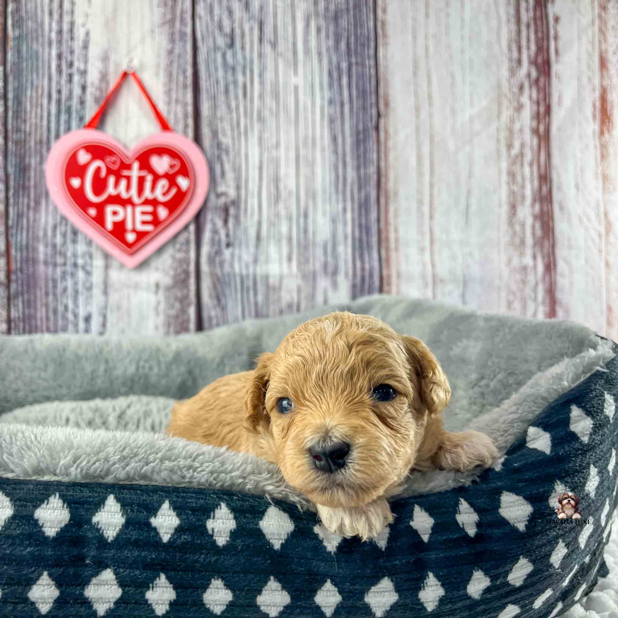 light brown puppy resting in a dog bed with a cutie pie sign behind it.