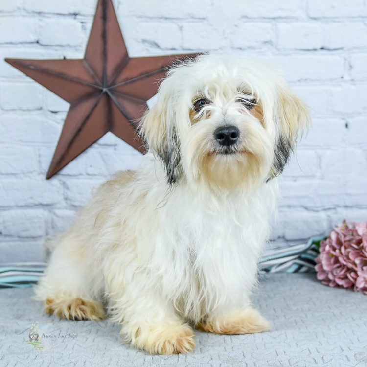 Havanese & Havapoo Puppies Reba Havanese