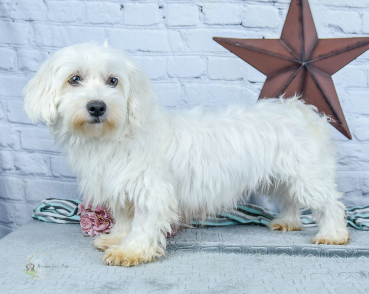 Sierra the White Havanese