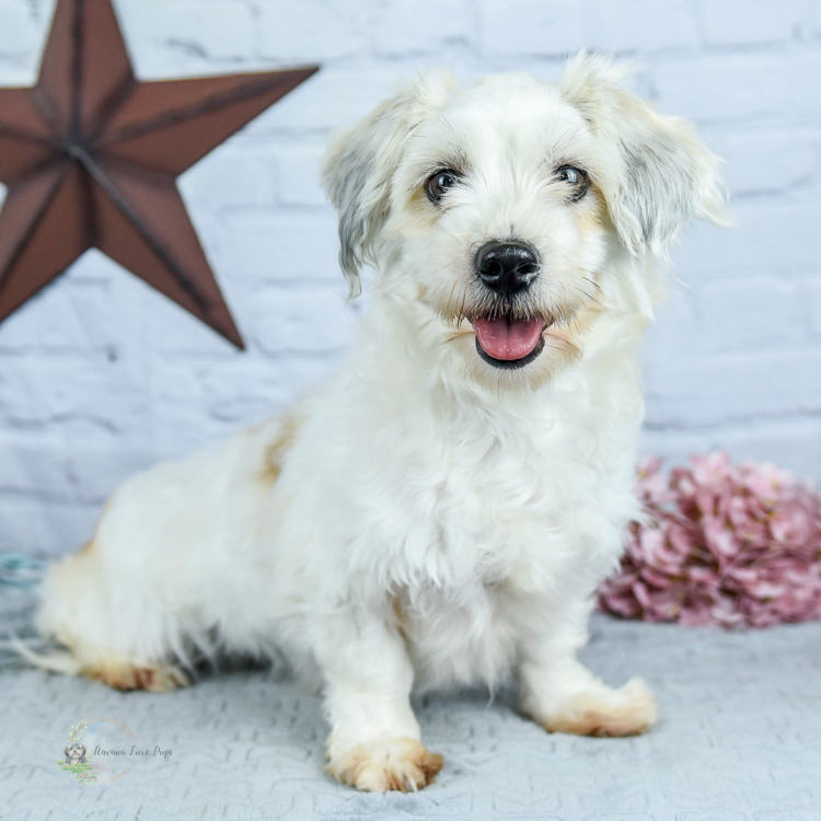 Tonia a white Havanese with Silver and Gold colors