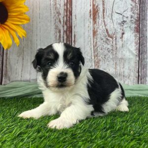 black and white puppy sitting down in the grass next to a sunflower