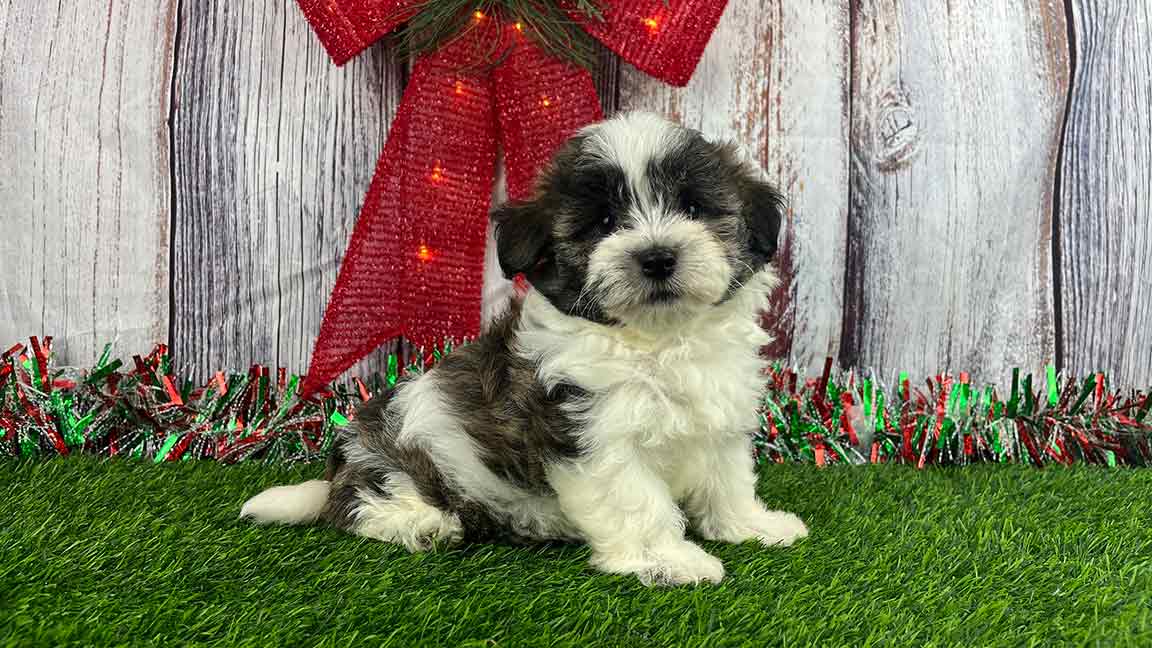 Havanese puppy for sale from Havana Luxe Pups, sitting in the grass