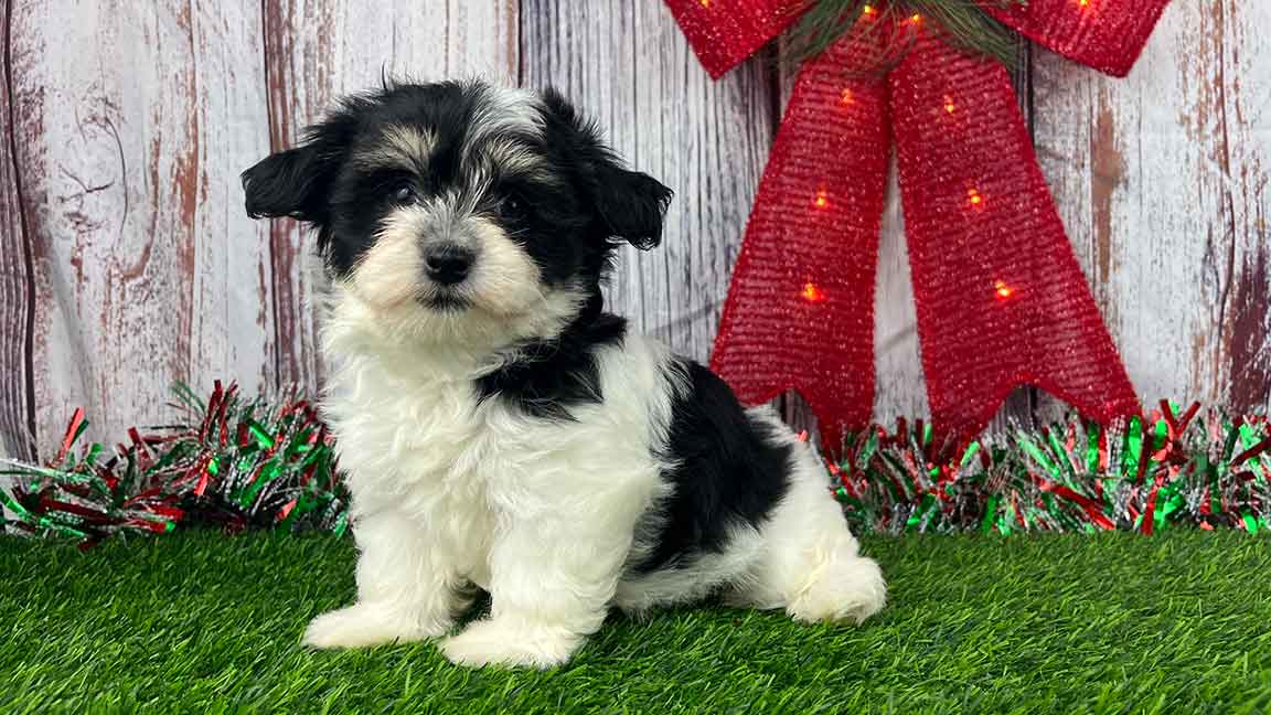 Black and white Havanese puppy sitting in the grass