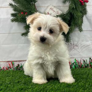 White Havanese puppy sitting on the grass