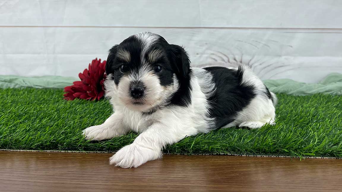 Black and white havanese puppy lying down on grass